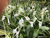 Masdevallia Snowbird.